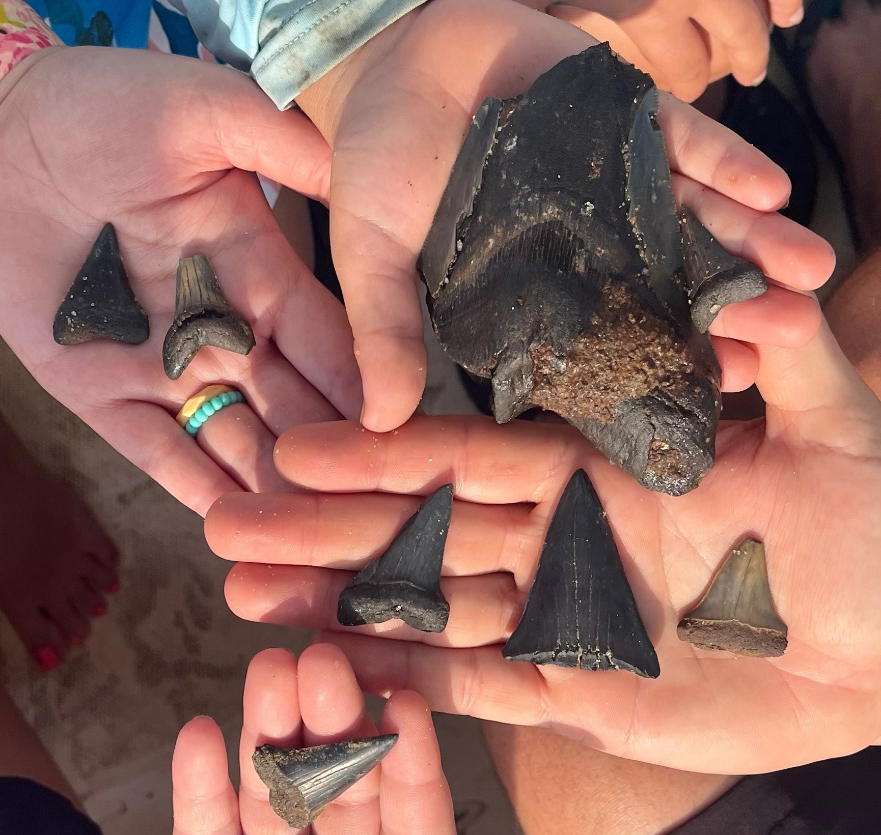 Shark Teeth